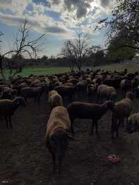 Продавам 120 броя овце порода медночервена шуменска