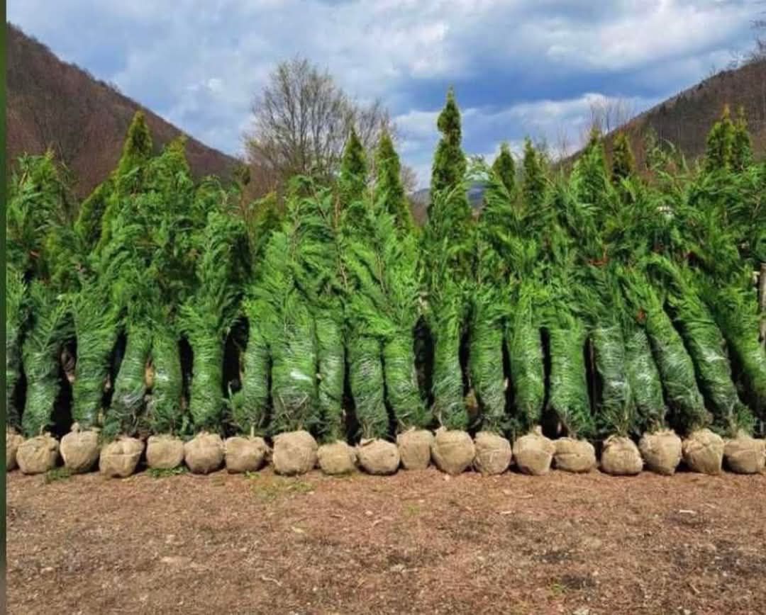 Vând tuia leylandii,gazon