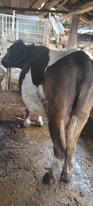 Vacă   cu vițea bălțată