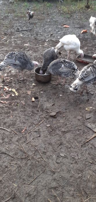 Curci de casă de vânzare