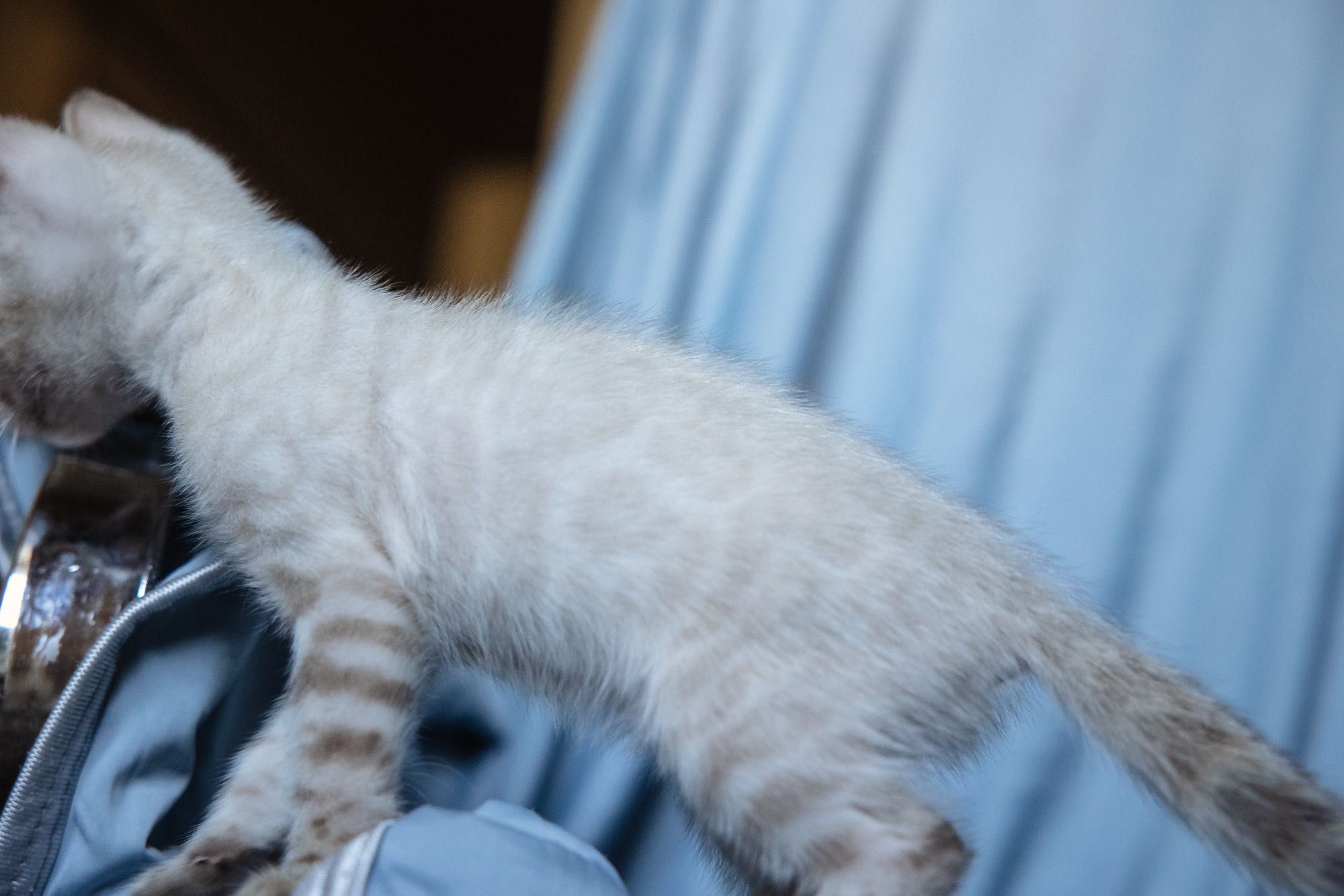 Бенгальские котята