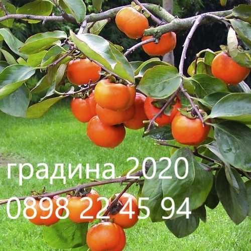 Райска ябълка Налични 3 сорта