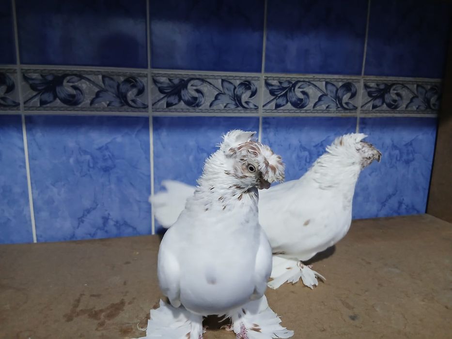 Продам пару Гулбадам