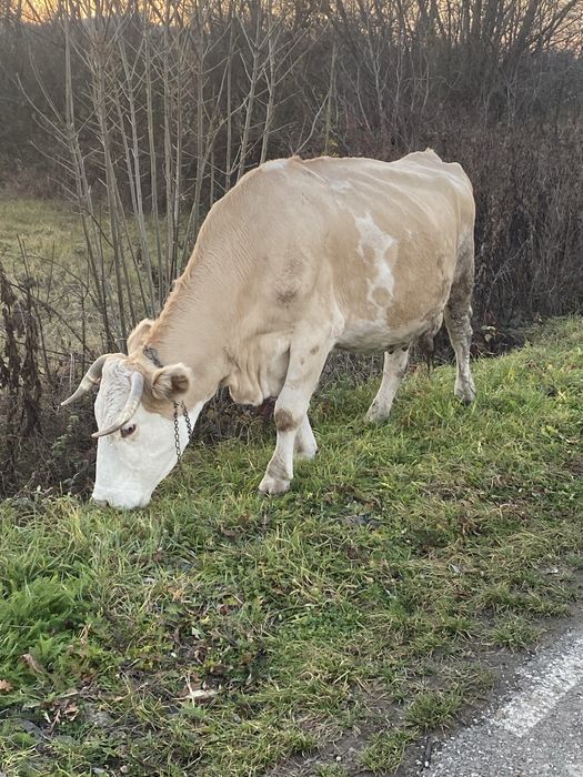 Vand vaca de tinut cu lapte