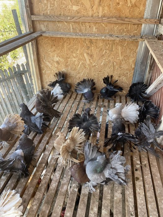 De vanzare porumbei indieni