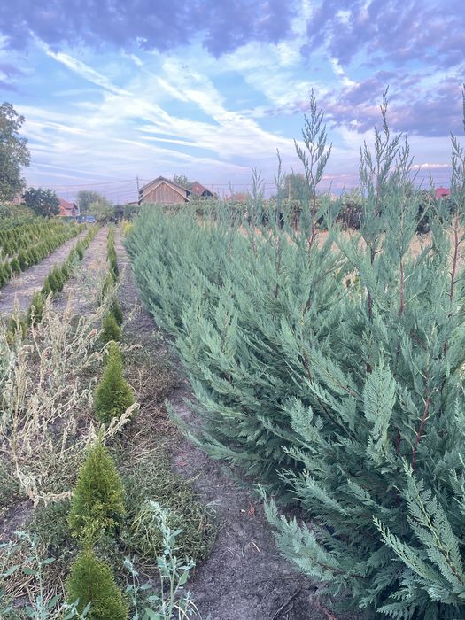 Super oferta ! Leylandii