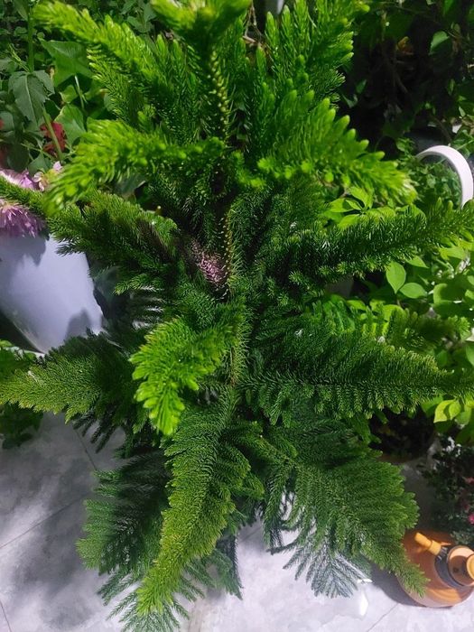 Продам Ёлка араукария