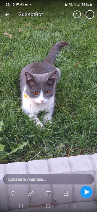 Потерялась  кошка