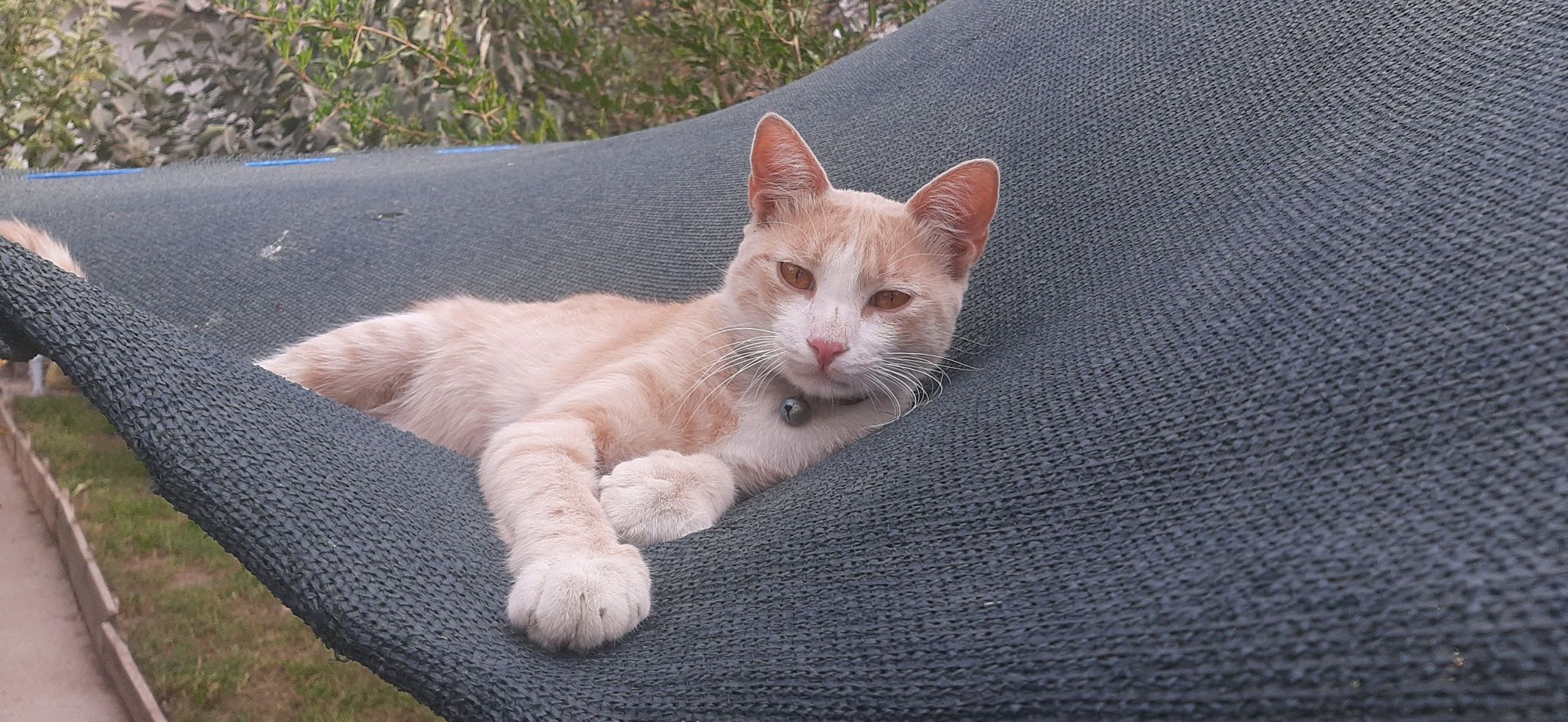 Отдам кота в добрые руки