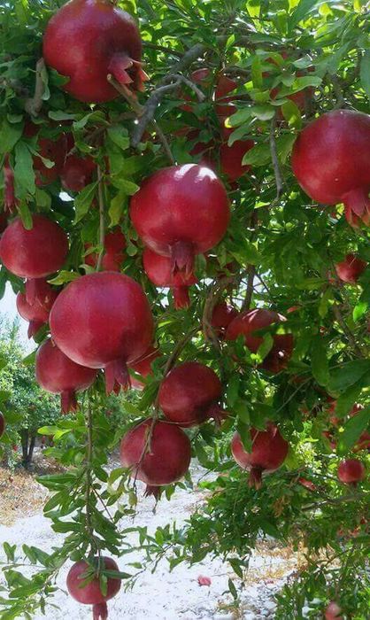 Pomi Fructiferi Exotici (Soiuri de Rodiu )