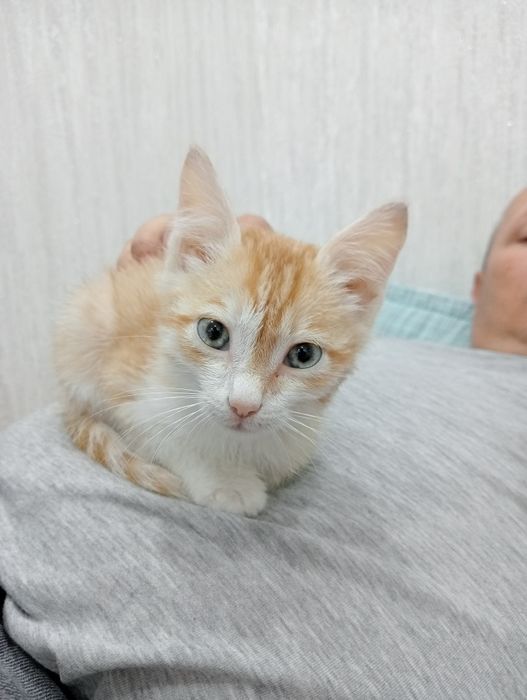Котенок.  мальчик