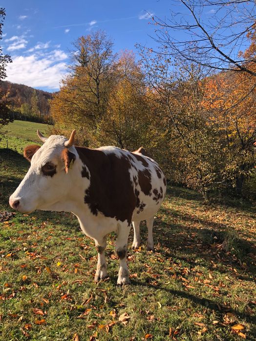 Vacă gestantă in luna a 8-a cu al treilea vițel .