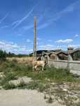 Vaca de vanzare.