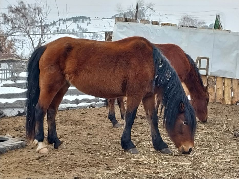 Продам ЛОШАДЕЙ в Новой Бухтарме