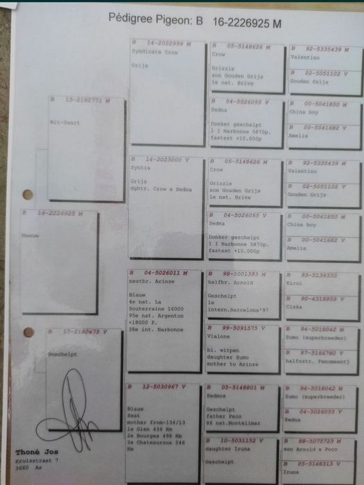 Porumbei voiajori cu expozitie