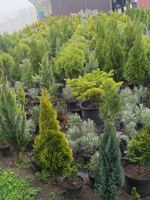 Tuia smarald , Leylandii, Globulari, Laur Englezesc