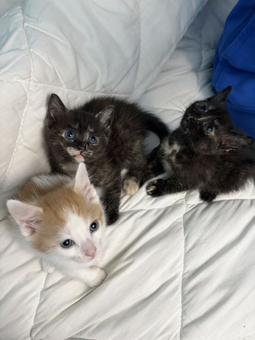 Подаряват се котенца