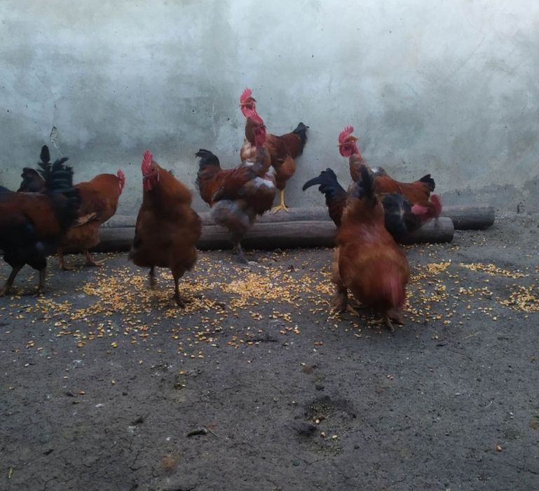Pui/gaini/cocosi de casa/livrare la domiciliu/sunați pt detalii