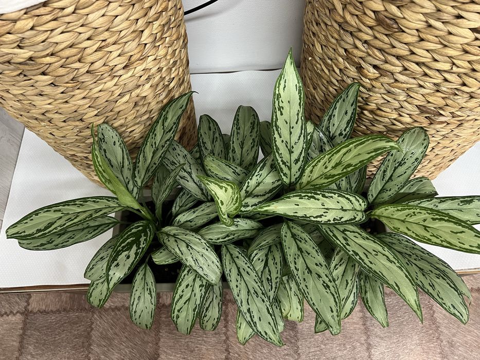 Аглаонема для офиса и дома