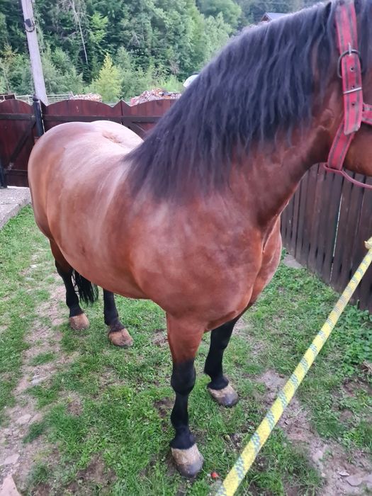 Iapa și mânz de vanzare