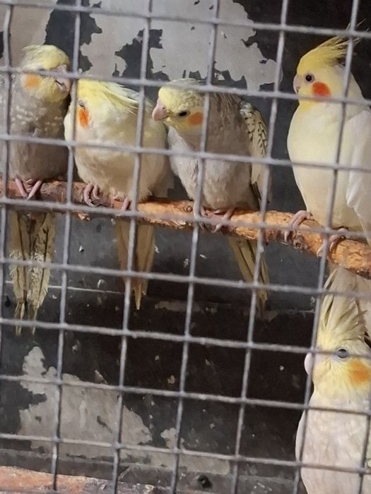 De la perusi la alexandrii mari