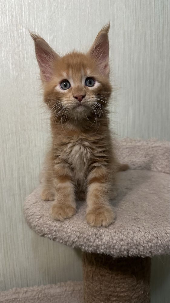 Котята, породистые, с питомника