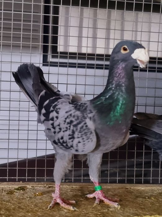 Germani de frumusete!