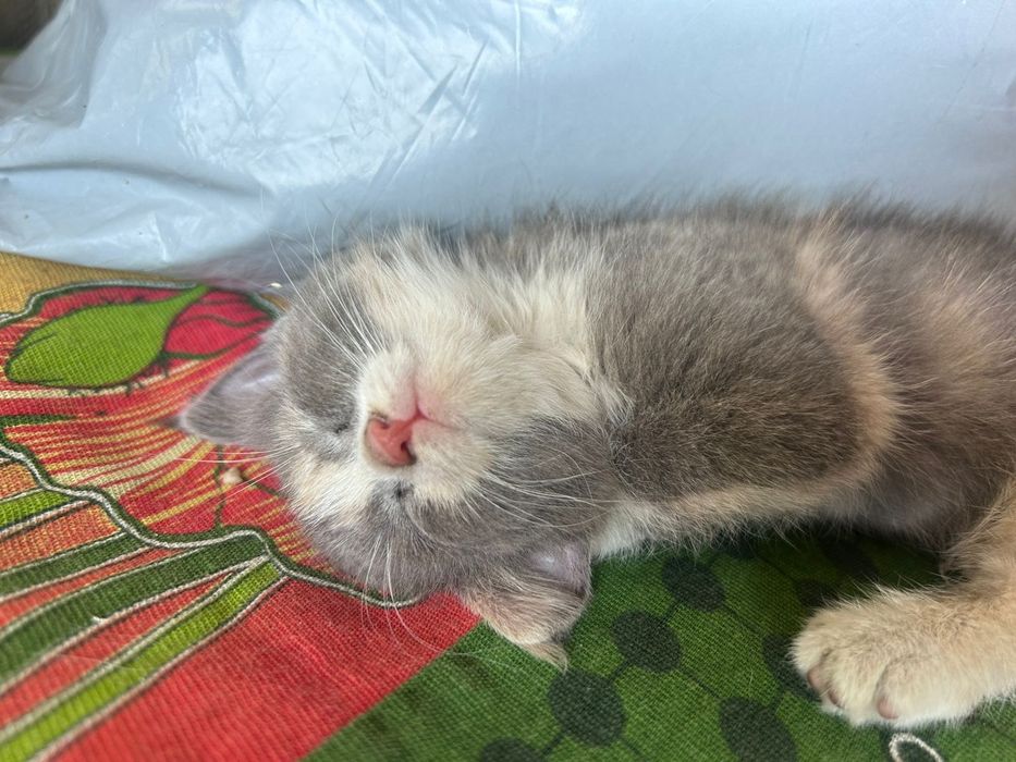 Котенок девочка,