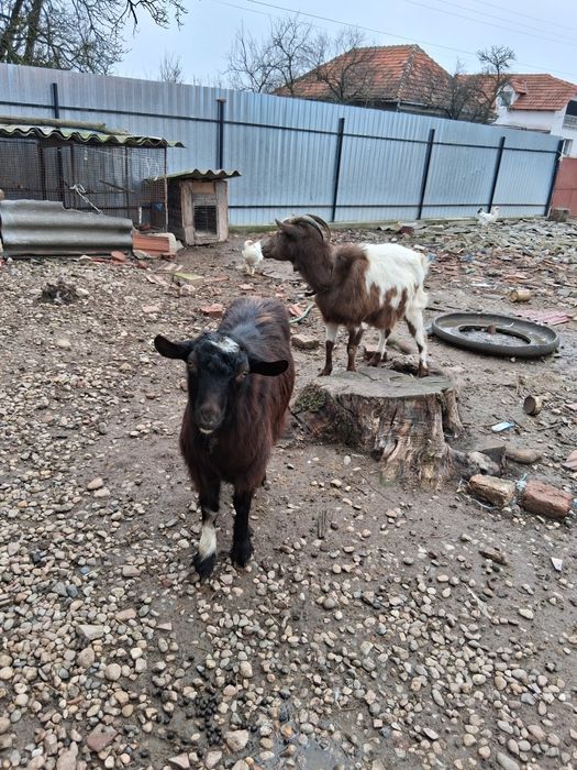 Vând 2 capre și un țap