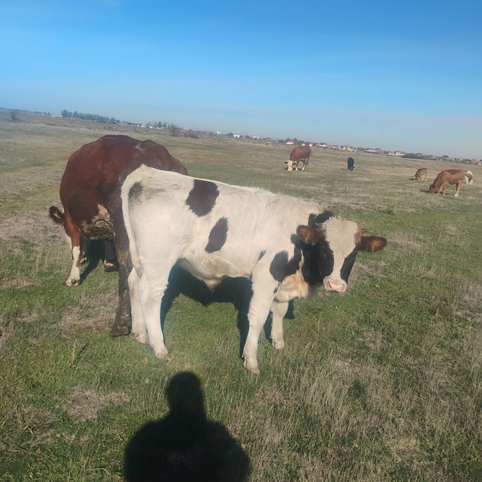 De vânzare tineret bovin bălțată românească