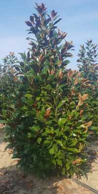 Magnolia soulangeana/ alb/roz/mov/galben, Magnolia grandiflora verde