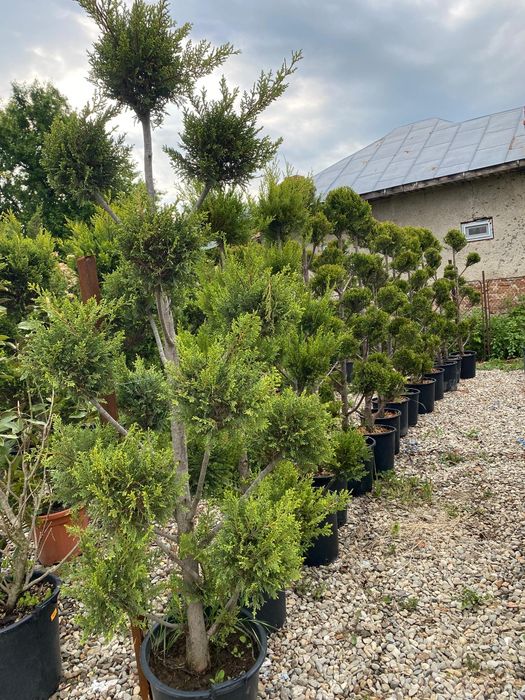 Conifere la ghiveci plantare în orice perioada a anului