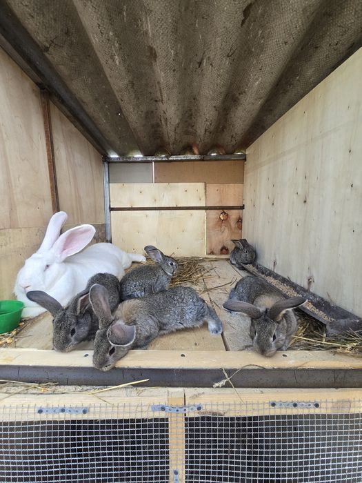 Vând femela de uriaș german alb