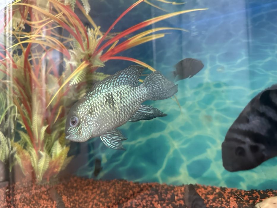 Продам рыбок  сомы, цихлиды не дорого , пишите узнавайте