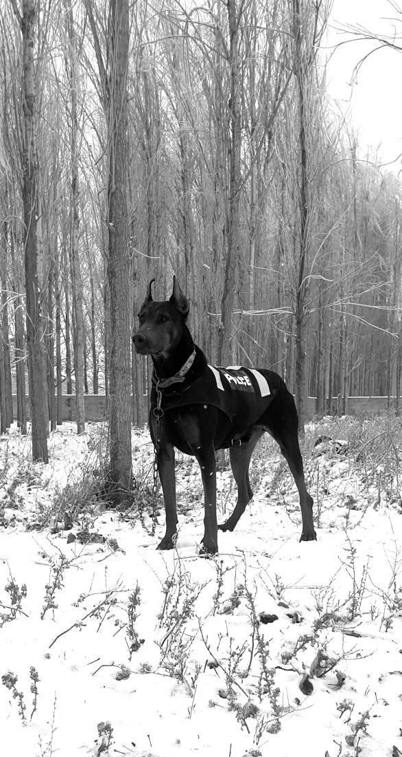 Doberman bolalariga OLDINDAN ZAKAZ OLAMIZ