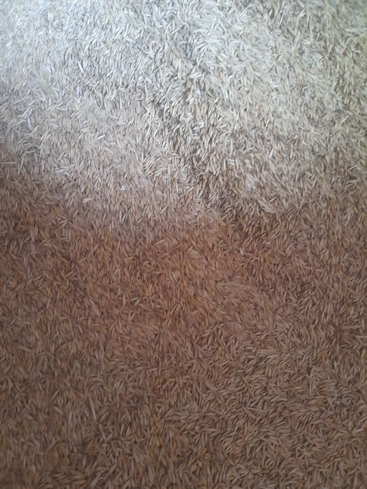 Vand ovaz  de primavara.