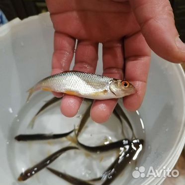 Живец  чебак свежепойманный