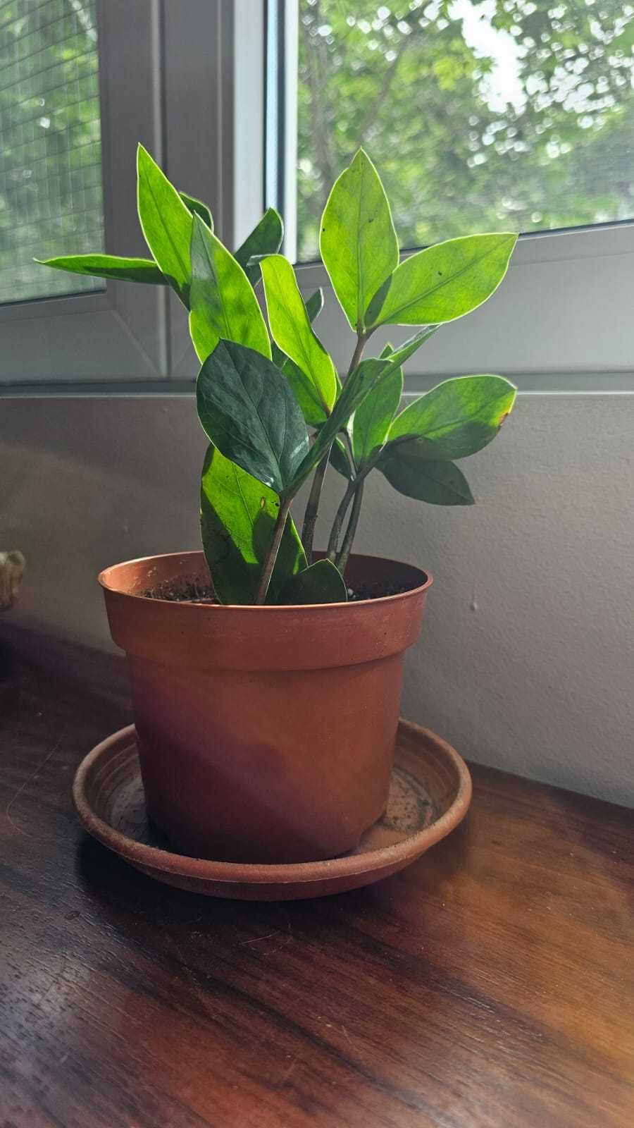 Plante ZZ (Zamioculcas Zamiifolia) 50 cm inaltime