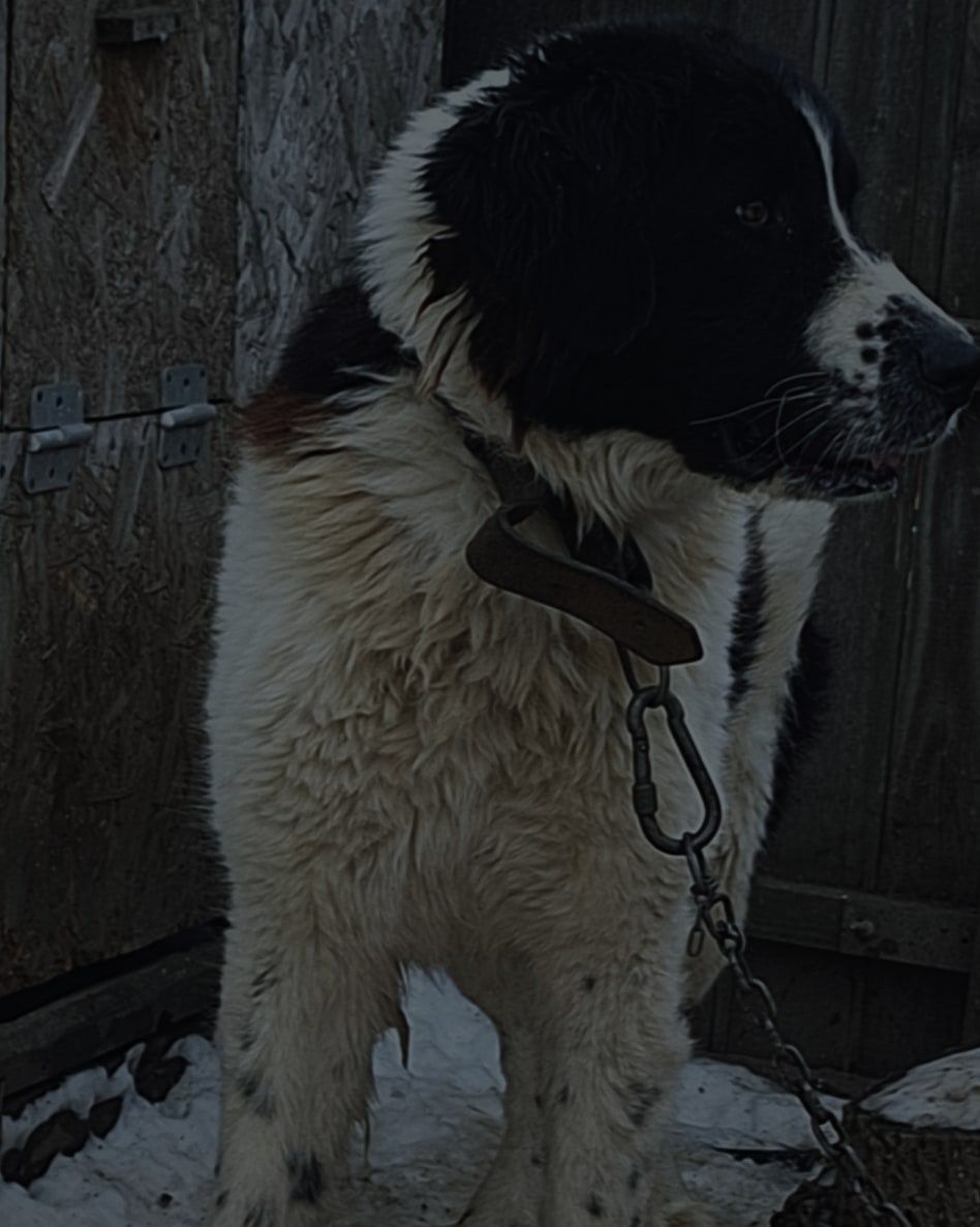 Vând cățeaua de Bucovina