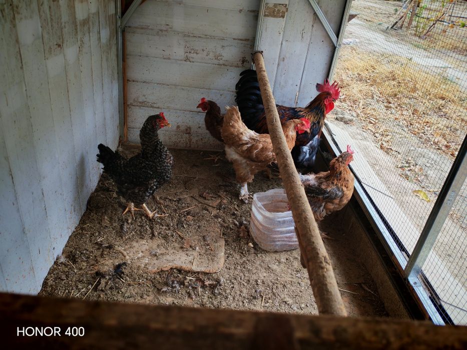 Damashni tuvuq xoʻroz sotiladi