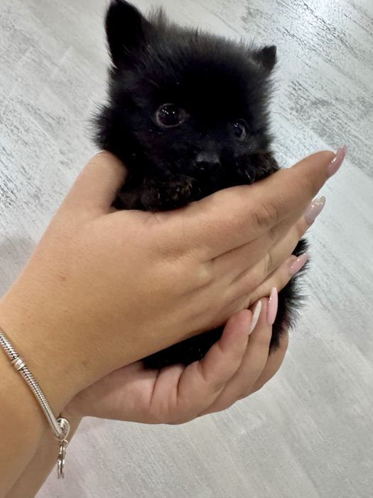 Продавам Померанчета