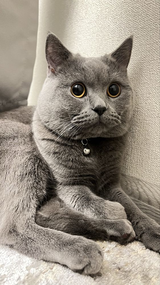Срочно нужна девочка кошка для вязки скотиш страйт