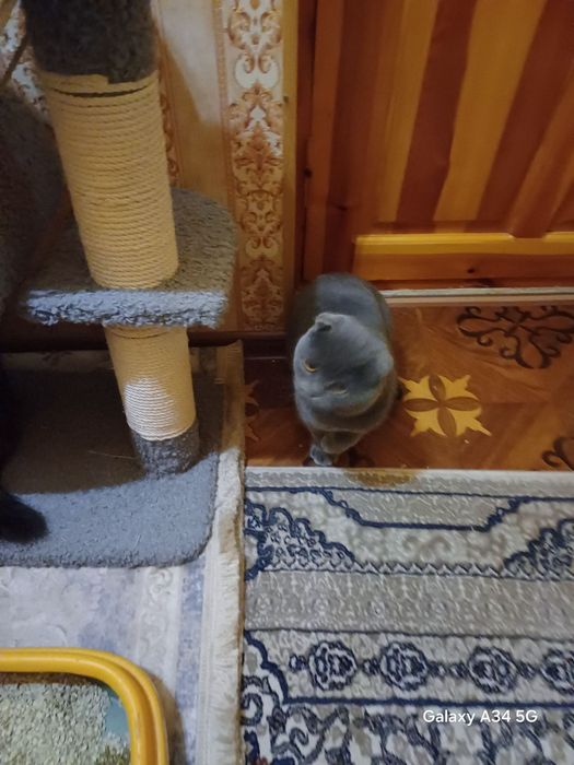 Скоттиш-фолд кошка или Шотландская  вислоухая