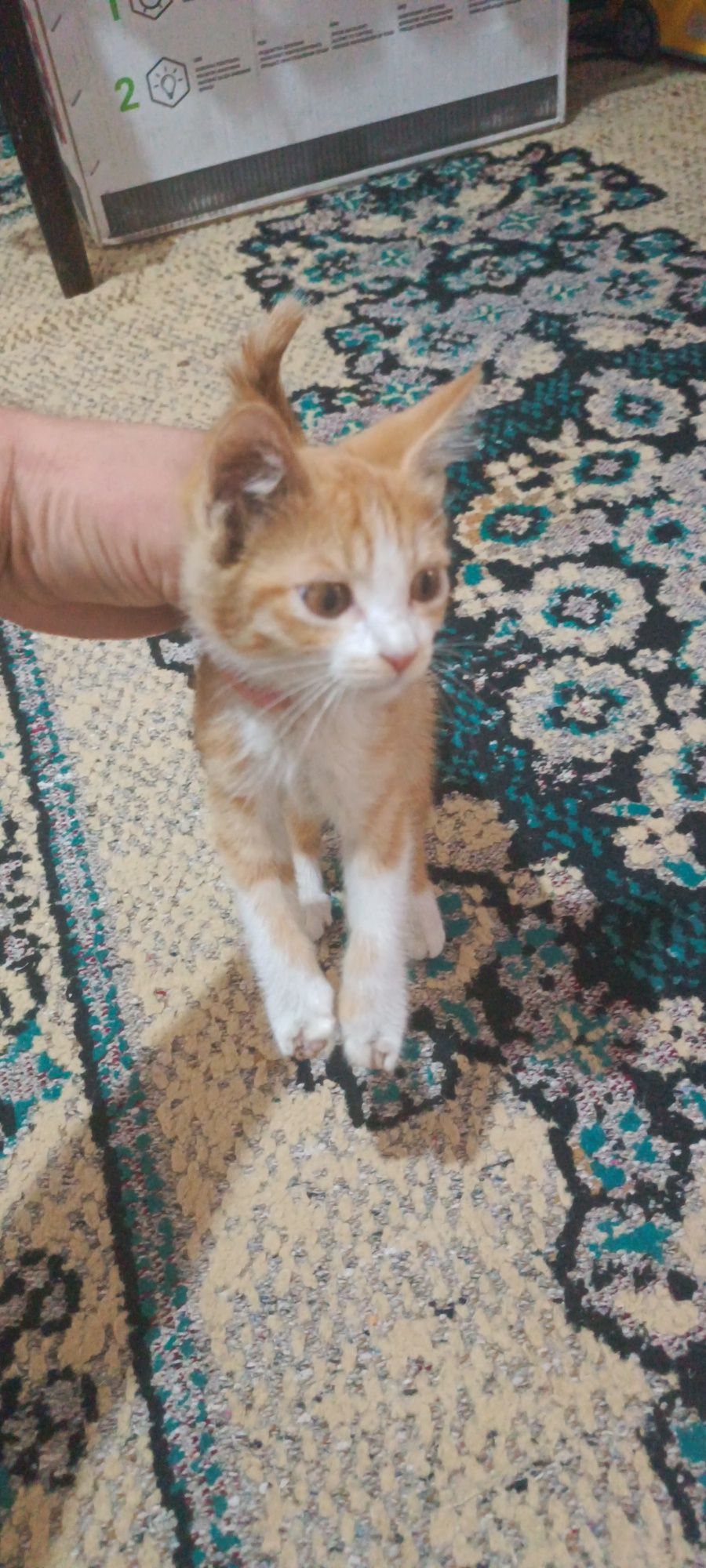 Shirin mushukcha aqilli