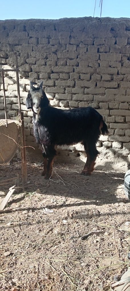 Qo'chqor va echki sotiladi qo'chqor 26000 echki 22000