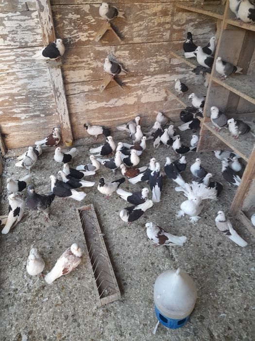 Porumbei galateni de joc și voiajori