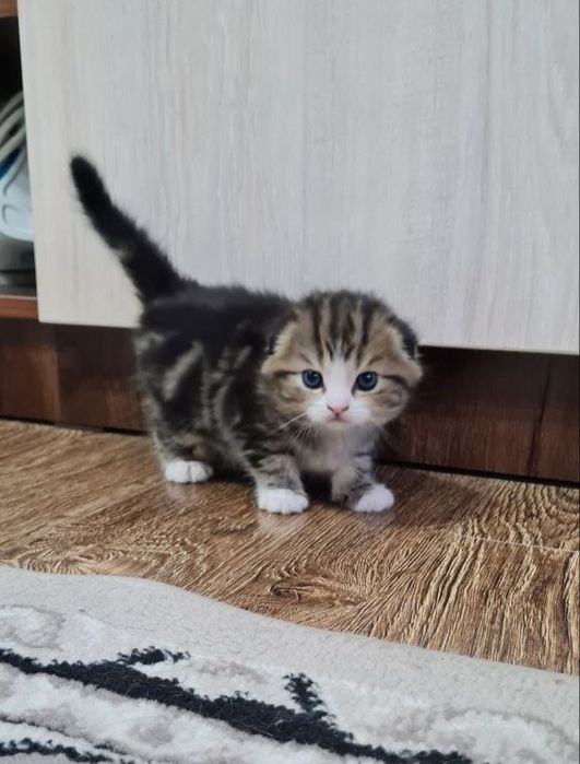 Продаются вислоухие/скоттиш фолд/котята