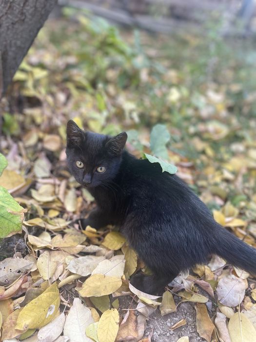 Отдам котенка в добрые руки.