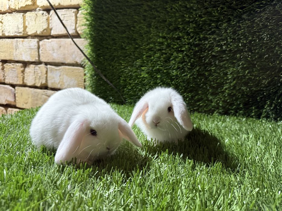 Кролики куенла сотилади quyon sotiladi декоративний кролики