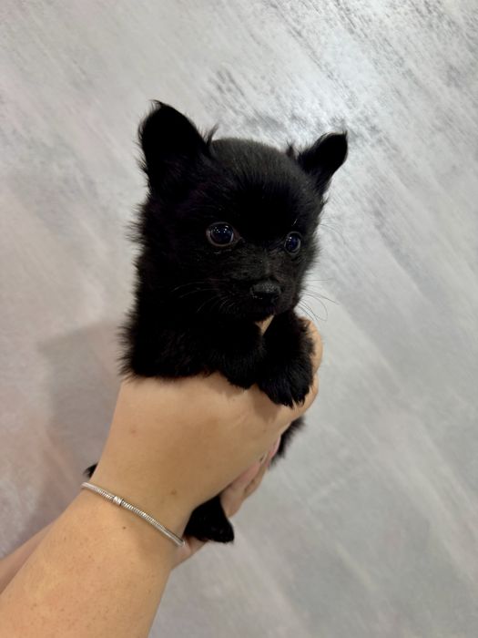 Продавам Померанчета